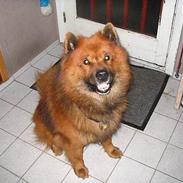 Eurasier Kærlundegård's Chivas