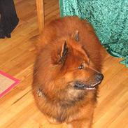 Eurasier Kærlundegård's Chivas
