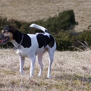 Dansk svensk gaardhund Molly