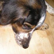 Australian shepherd tøsen