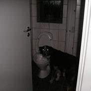 Australian shepherd tøsen