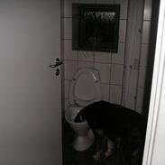 Australian shepherd tøsen