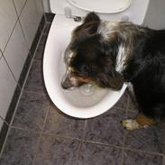 Australian shepherd tøsen