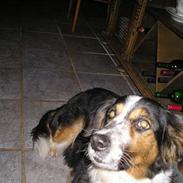 Australian shepherd tøsen