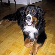 Berner sennenhund Masai