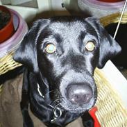 Labrador retriever Moody