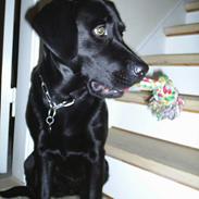 Labrador retriever Moody