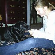 Labrador retriever Moody