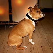 Amerikansk staffordshire terrier Brutus