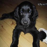 Flat coated retriever Chili