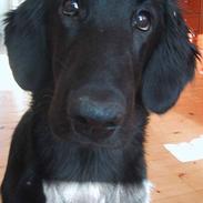 Flat coated retriever Chili