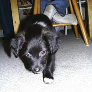 Blanding af racer Trunte R.I.P min skat