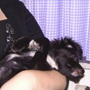 Blanding af racer Trunte R.I.P min skat