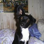 Blanding af racer Trunte R.I.P min skat