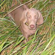 Weimaraner Milos