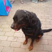 Rottweiler Gizmo ( Død d. 27/12-06 )