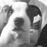 Staffordshire bull terrier Taico