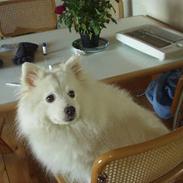 Japansk spids Tingabells Aki Hito