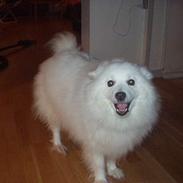 Japansk spids Tingabells Aki Hito