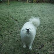 Japansk spids Tingabells Aki Hito