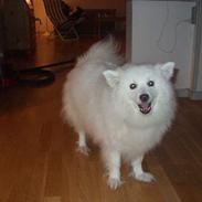 Japansk spids Tingabells Aki Hito