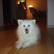 Japansk spids Tingabells Aki Hito