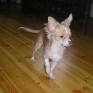 Chihuahua Bailey