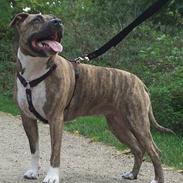 Amerikansk staffordshire terrier Gucci