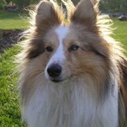 Shetland sheepdog Poulsgaards Oliver Twist