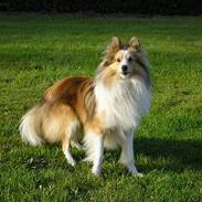 Shetland sheepdog Poulsgaards Oliver Twist