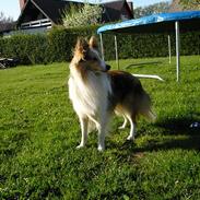 Shetland sheepdog Poulsgaards Oliver Twist