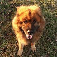 Eurasier Kærlundegårds Yasmo