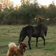 Eurasier Kærlundegårds Yasmo