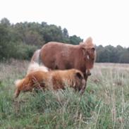 Eurasier Kærlundegårds Yasmo
