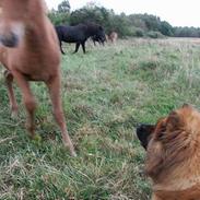 Eurasier Kærlundegårds Yasmo