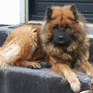Eurasier Kærlundegårds Yasmo