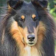 Collie langhåret Dancer In The Dark