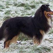 Collie langhåret Dancer In The Dark