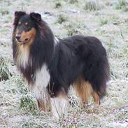 Collie langhåret Dancer In The Dark