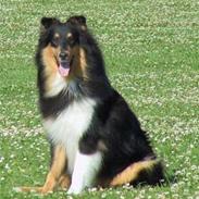 Collie langhåret Dancer In The Dark