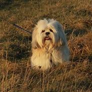 Lhasa apso Caesar