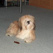 Lhasa apso Caesar