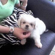 Pekingeser teddi