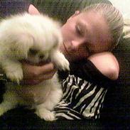 Pekingeser teddi