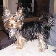 Yorkshire terrier Fnuller