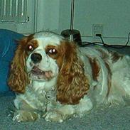 Cavalier king charles spaniel Mille