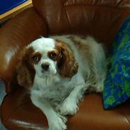 Cavalier king charles spaniel Mille