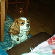 Cavalier king charles spaniel Mille
