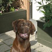 Labrador retriever Lui