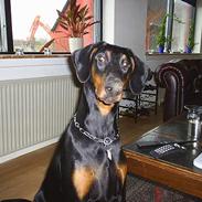 Dobermann Begat